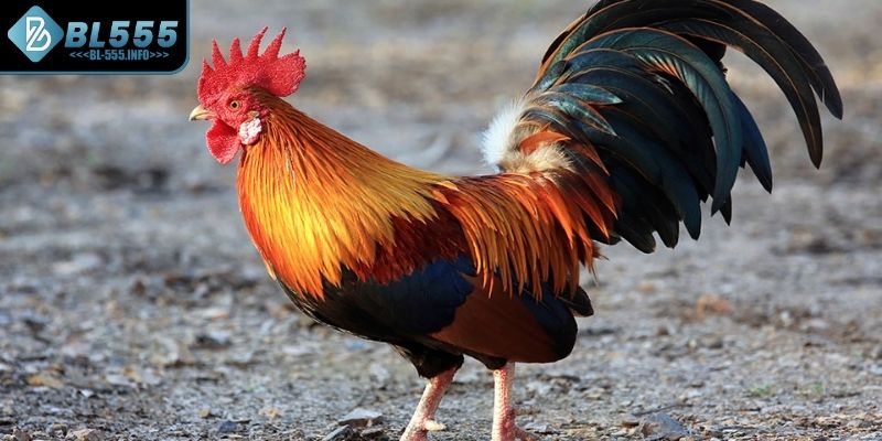 Đặc điểm của các bộ phận đá gà tre là gì