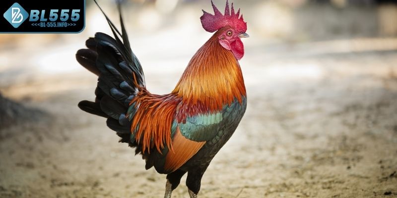 Đặc điểm nổi bật của gà tre