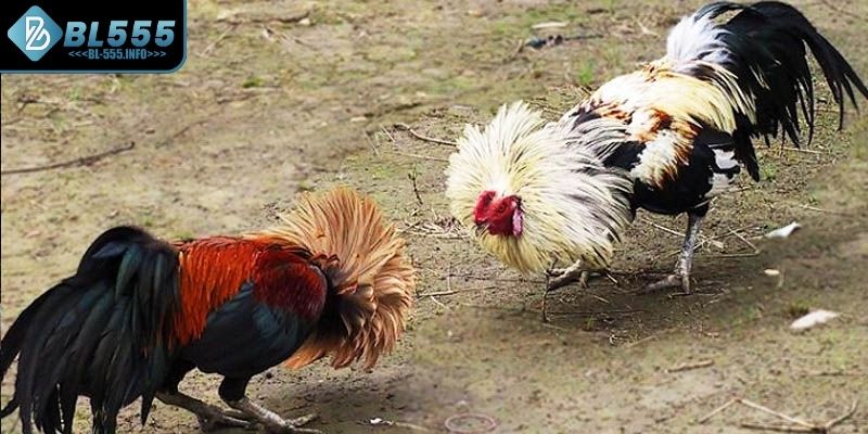 Tìm hiểu đá gà tre là gì?