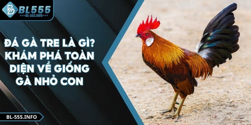 Đá Gà Tre là gì? Khám Phá Toàn Diện Về Giống Gà Nhỏ Con