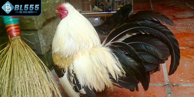 Lợi ích khi vào nghệ cho gà đá