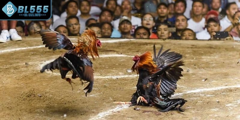 Tiêu chí chọn gà chiến đá cựa sắt hiệu quả BL555
