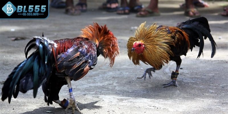 Tổng quan về đá gà cựa sắt ăn tiền