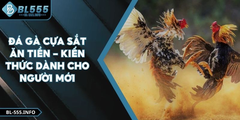 Đá Gà Cựa Sắt Ăn Tiền - Kiến Thức Dành Cho Người Mới
