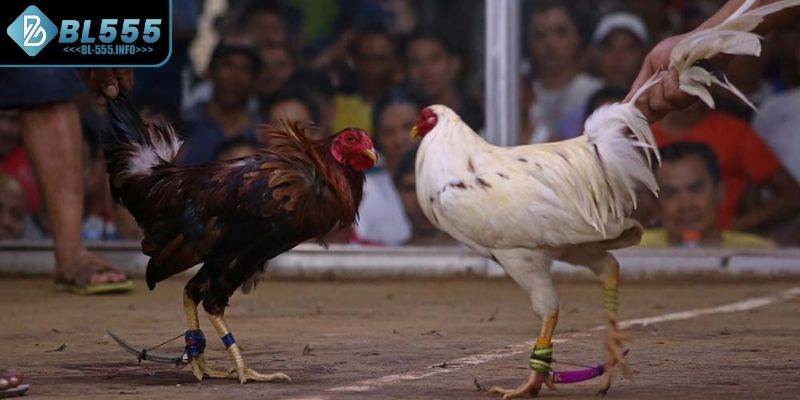 Đá gà cựa dao là gì?