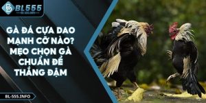 Gà Đá Cựa Dao Mạnh Cỡ Nào? Mẹo Chọn Gà Chuẩn Để Thắng Đậm
