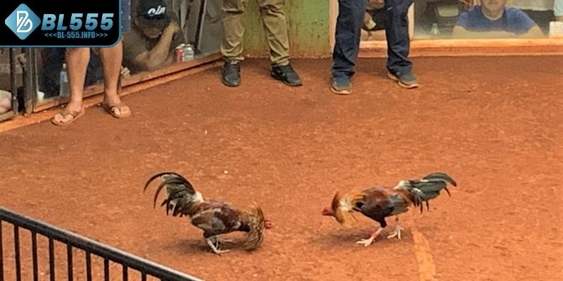 Tìm hiểu gà đá cựa dao mạnh cỡ nào